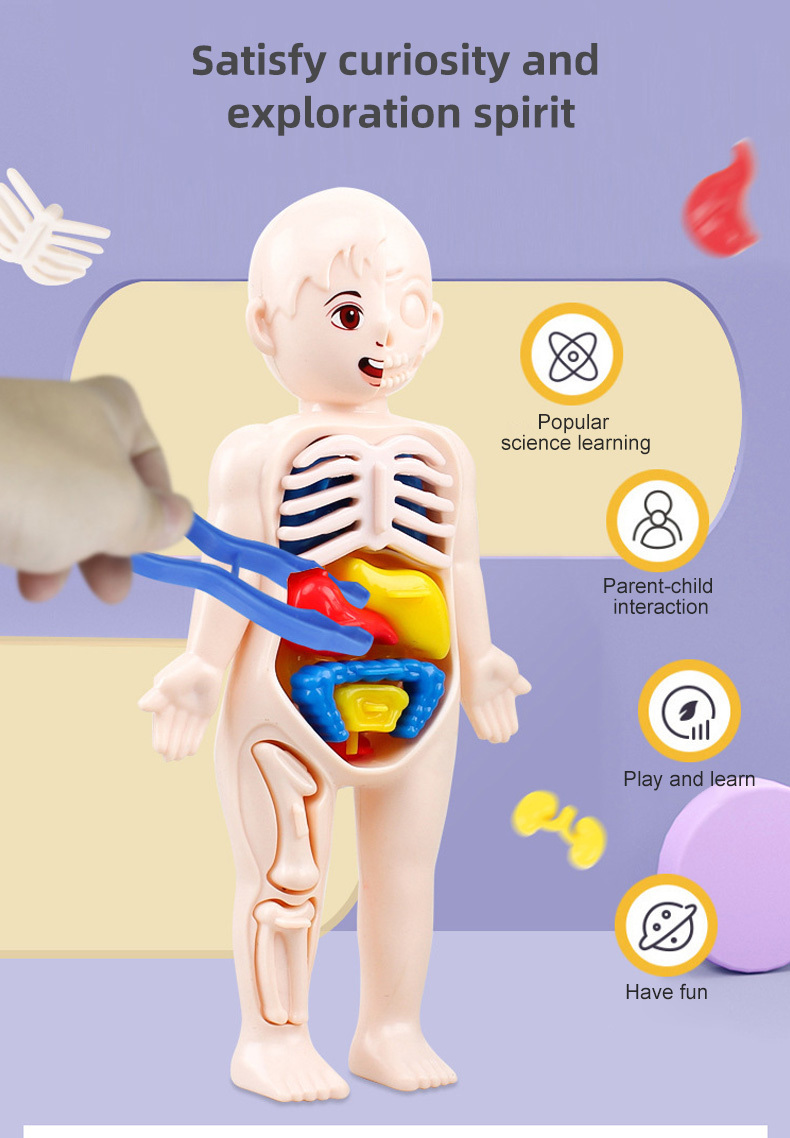 Puzzle 3D Montessori pour enfants, modèle d'anatomie du corps humain et du torse, apprentissage Puzzle 3D Montessori pour enfants, modèle d'anatomie du corps humain et du torse, apprentissage