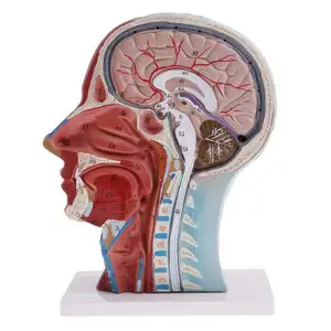 जीवन-आकार मानव शरीर रचना विज्ञान सिर चेहरा शरीर रचना विज्ञान चिकित्सा शिक्षण मॉडल प्लास्टिक तस्वीर उच्च-गुणवत्ता वाले पीवीसी सामग्री पुतला