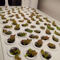 Système de jardinage vertical hydroponique avec éclairage LED, jardinière d'intérieur multi-niveaux pour légumes et herbes, arrosage automatique pour la maison