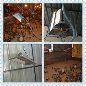 Itop — ferme de volaille <span class=keywords><strong>à</strong></span> rayonnement infrarouge, appareil chauffant pour élevage de poulet, canard, broyeur de volaille, en vente - Product Image 6