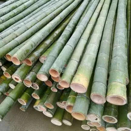 ruwe bamboe stokken droge goedkope stokken