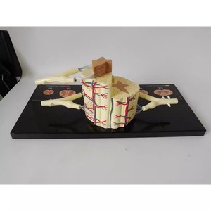 Modelo Anatómico de Neurona de la Médula Espinal Humana para Ciencias Médicas, Herramienta Educativa de Aprendizaje y Entrenamiento de PVC - Product Image 4