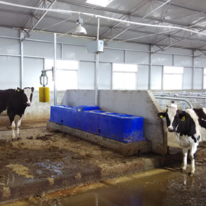 Gia súc tưới nước máng bò chăn nuôi máng uống nước gia súc - Product Image 5