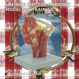 Modelo Anatómico <span class=keywords><strong>de</strong></span> Medio Cabeza y Cuello Humano con Músculos, Nervios y Vasos Sanguíneos para Enseñanza Médica - Product Image 2