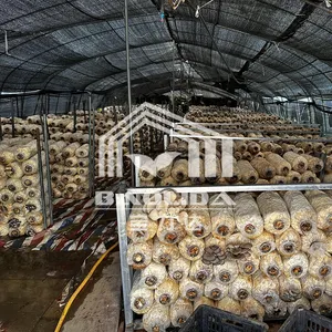 Maison verte de champignon couverte par film agricole de polythène à vendre