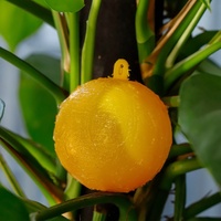 Aiguille d'agrumes en plastique jaune vert noir moderne balle tueuse de mouches et de moustiques verger abeille mouche piège collant fournitures de jardin