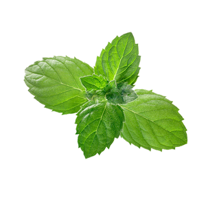 Fabrika kaynağı doğal nane yaprağı ekstresi nane özü nane özü - Product Image 3