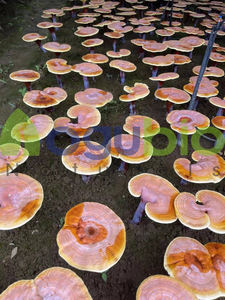 Polvo de café orgánico de setas Polvo de café de setas Etiqueta privada Polvo de café de setas para hombres - Product Image 6