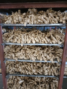 Cây trồng mới không khí trong lành khô gừng không khí khô gừng gốc trung quốc tươi gừng - Product Image 4