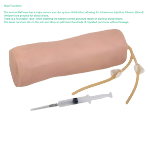 Model pelatihan tusukan Nadi siku, sistem vaskuler latihan menggambar darah distribusi infusi sekolah silikon - Product Image 2