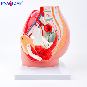 Modelo Anatómico de <span class=keywords><strong>Genitales</strong></span> Femeninos y Cavidad Pélvica a Tamaño Real, Sistema Reproductivo, Útero, Herramientas de Enseñanza, Equipo Educativo - Product Image 5
