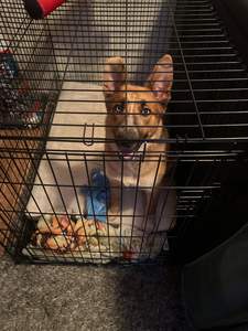 Cages pour chiens à double porte et tiroirs, chenils en métal - Product Image 4