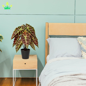 Pianta artificiale vera e propria tocco pianta di Alocasia <span class=keywords><strong>in</strong></span> <span class=keywords><strong>vaso</strong></span> nero pianta d'<span class=keywords><strong>appartamento</strong></span> per mensola <span class=keywords><strong>da</strong></span> tavolo centrotavola casa fattoria decorazioni per la casa - Product Image 6