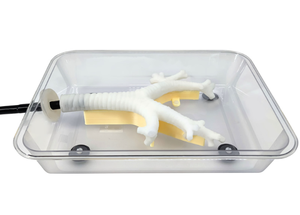 Modelo <span class=keywords><strong>de</strong></span> entrenamiento <span class=keywords><strong>de</strong></span> broncoscopia para ciencia médica, para <span class=keywords><strong>enseñanza</strong></span>, broncoscopia fibrosa, ejercicio, rama <span class=keywords><strong>secundaria</strong></span> - Product Image 3