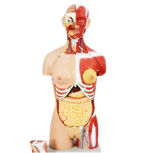 Gelsonlab HSBM-500 Новый Дизайн Медицинский 3D Анатомия человека Musular модель торса 28 деталей