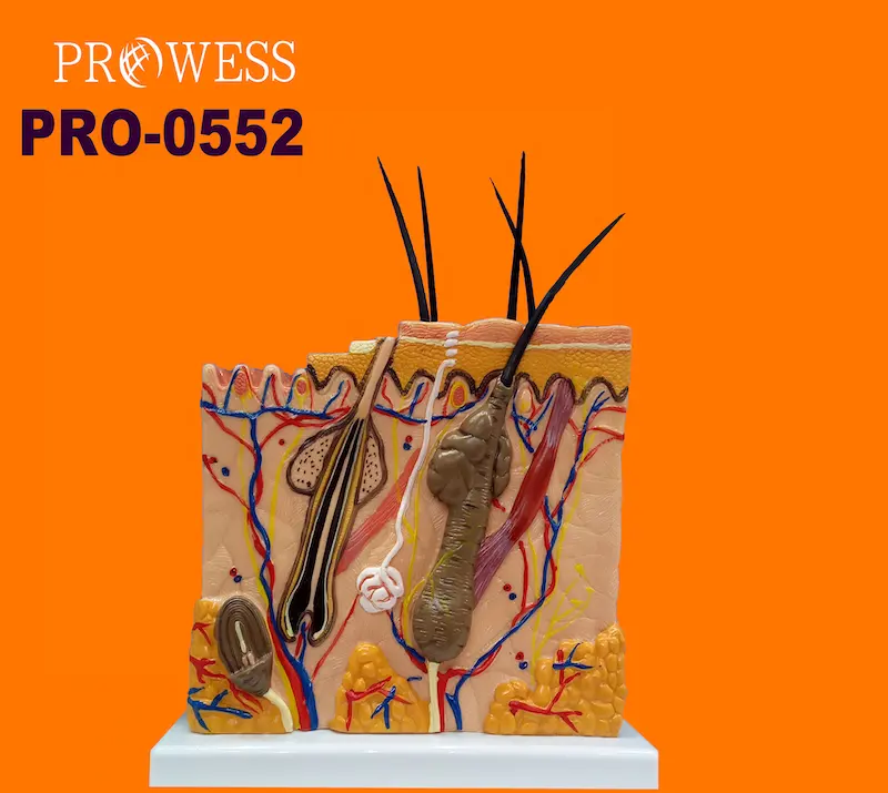 Pro-0552工場価格70x拡大通常層図人人工3D教育解剖学的人間構造皮膚モデル