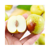 Verse Winter Jujube Leverancier