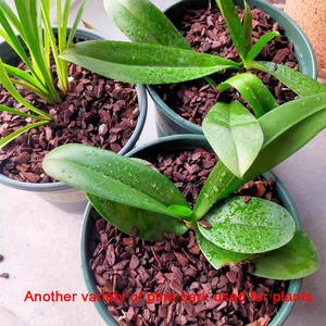 Cảnh quan Hữu Cơ mulch đánh bóng lên men Pine Bark phong lan Dendrobium officinale trồng trọt chất nền Mông Cổ vỏ cây chip - Product Image 6