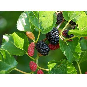 Hojas de Morera Puras que Ofrecen Soporte Antioxidante Natural con Beneficios Vegetales Ricos en Nutrientes que Promueven el Bienestar y el Equilibrio Digestivo - Product Image 2