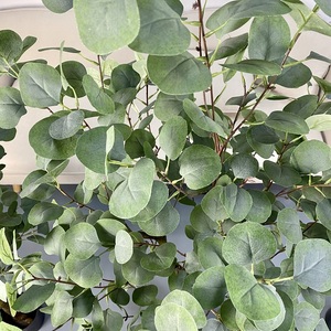 <span class=keywords><strong>Plantes</strong></span> artificielles <span class=keywords><strong>vertes</strong></span> en plastique, eucalyptus pour la <span class=keywords><strong>d</strong></span>écoration intérieure de la maison - Product Image 3