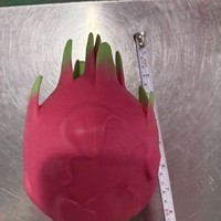 Nouveau Jouet Anti-Stress en Caoutchouc Souple à Rebond Lent en Forme de Fruit du Dragon Géant, Idéal pour les Plus de 14 Ans, Unisexe