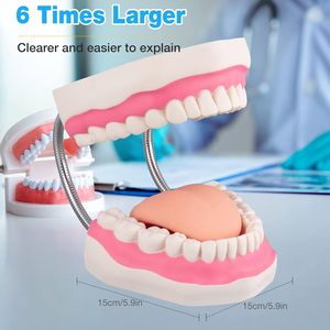 Modelo Dental de Dientes - Modelo de Cepillado Dental 6X para Prácticas Educativas en Hospitales o Escuelas Dentales con un Cepillo de Dientes de Regalo - Product Image 4