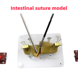 Modelo de entrenamiento de Ciencias Médicas, sutura intestinal con abrazadera de soporte para práctica de cirugía laparoscópica para estudiantes de medicina - Product Image 3