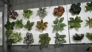 Gm 9 Chi Nhánh Nhân Tạo Cây Nhiệt đới Giả Cây Cọ Lá Lớn Giả Lá Cây Nhiệt đới Rừng Đảng Trang Trí Nội Thất - Product Image 6