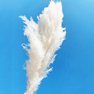 Boho Ins Style naturel séché moelleux blanc <span class=keywords><strong>pampa</strong></span> herbe préservée décor fleurs pour centres <span class=keywords><strong>de</strong></span> table <span class=keywords><strong>de</strong></span> mariage et décoration <span class=keywords><strong>de</strong></span> la maison - Product Image 3