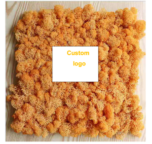 Musgo preservado de gran calidad de Yunnan, superventas, para decoración de oficina - Product Image 1