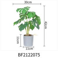 Plantes à tête de flèche lot de 1, plantes naturelles pour amoureux des plantes, Rare, plante, synyounum, podolllin, albo-variegum