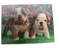 Lovely Dogs Lenticular Pictures 3d Lenticular Animal Poster 5d Pictures Lenticular 75lpi Pictures
