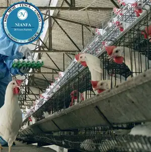 加纳市场物镜 10000 层鸡农场鸟笼出售 (广州工厂)