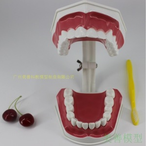 Modelo dental desmontable con aumento de 2x, modelo didáctico para niños de jardín de infantes, cepillo dental, modelo de dentadura postiza, cavidad bucal - Product Image 1