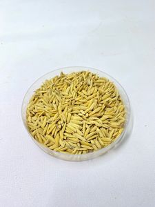 IPB 9 Garuda: Semillas de Arroz de Alto Rendimiento, Resistentes a las Enfermedades, Proveedor de Semillas Inteligentes para el Clima - Product Image 6