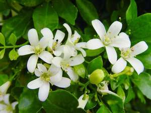 Juego de Herramientas de decoración, - Product Image 6