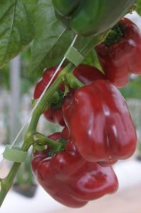 75 ft par 1/<span class=keywords><strong>2</strong></span> Coupé à longueur Supports pour Plantes pour Efficace Croissante Forte Jardinage Poignées Jardin Cravates Végétales - Product Image 4