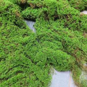 Mousse artificielle E241, gazon artificiel, <span class=keywords><strong>fausse</strong></span> pelouse pour fenêtre, mur végétal vert, sous-couche décorative, <span class=keywords><strong>fausse</strong></span> pelouse floquée - Product Image 2