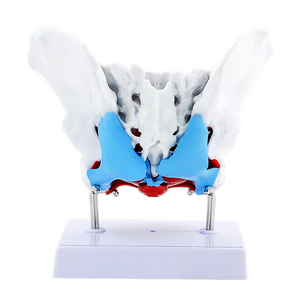 Modelo Anatómico de Pelvis Femenina <span class=keywords><strong>y</strong></span> Músculos del Suelo Pélvico, Estructura Pélvica Humana - Product Image 3