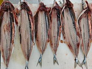 Huiyang Export Live Fish Trade Proveedor Pacific Saury Pescado vivo fresco congelado a la venta - Product Image 4