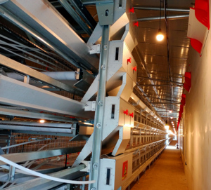 Nuevo sistema de jaulas de batería galvanizadas para 50.000 <span class=keywords><strong>aves</strong></span>, equipo automático de alimentación para gallinas ponedoras de granja - Product Image 6