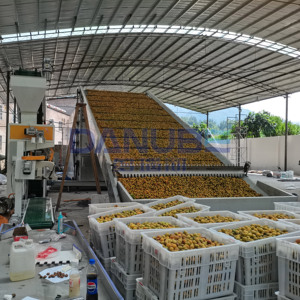 Séchoir à bande maillée de pointe pour prunes vertes – Équipement de déshydratation de prunes vertes - Product Image 4