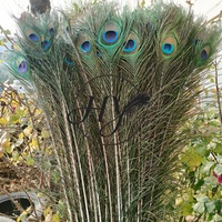 Großhandel Große Augen 100-110cm Lange Natürliche Pfauenschwanzfedern für Fliegenbinden, Basteln, Heimdekoration, Feiertage, Karnevalskostüme
