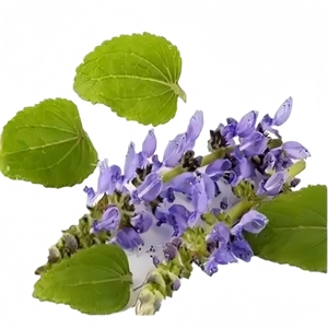 <span class=keywords><strong>Extrait</strong></span> <span class=keywords><strong>de</strong></span> <span class=keywords><strong>Coleus</strong></span> <span class=keywords><strong>Forskohlii</strong></span> 10% en poudre <span class=keywords><strong>de</strong></span> forskoline, fourni par l'usine - Product Image 2
