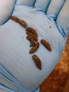 Siyah asker Fly Larvae/Mealworm/Superworm sıralama için otomatik optik sıralayıcı akıllı CCD renk sıralayıcı