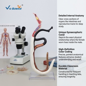 Modello Ingrandito di Schistosoma con Copula Maschile e Femminile Staccabile, Modello Anatomico del Parassita per l'Insegnamento della Parasitologia CE/ISO/ROHS/CNAS - Product Image 1