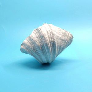 Mỹ Thủ Công Mỹ Nghệ Nhựa Handmade Tay Sơn San Hô Màu Trắng Vỏ Sò Cây Aquarium Cảnh Quan Bức Tượng 16X14X12Cm Cho Cá Cho - Product Image 4