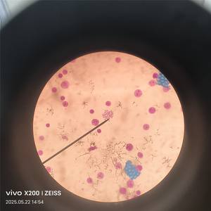 30 Lames de microscope en verre pour biologie cellulaire et génétique, spécimens humains et animaux, pour écoles de médecine - Product Image 3