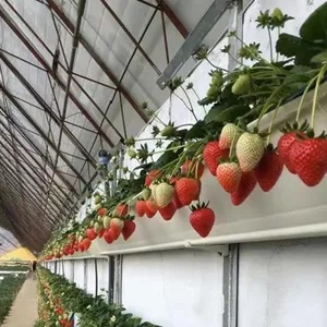 Grondaia di plastica crescente del vassoio di coltivazione fuori suolo della fragola del barilotto olandese