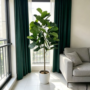 Planta de Ficus Lyrata Blanca de 180 cm con Tronco Agujereado – Ecológica para Decoración de Bodas y Eventos - Product Image 4
